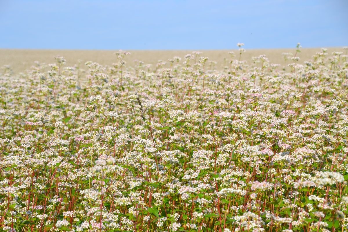 Un champ de sarrasin en fleurs sous un ciel dégagé