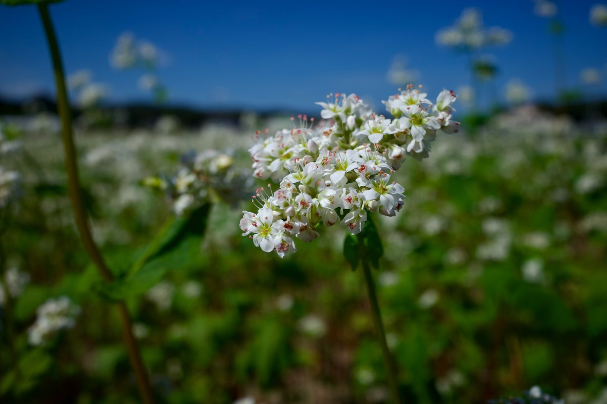 Gros plan sur les petites fleurs blanches du sarrasin