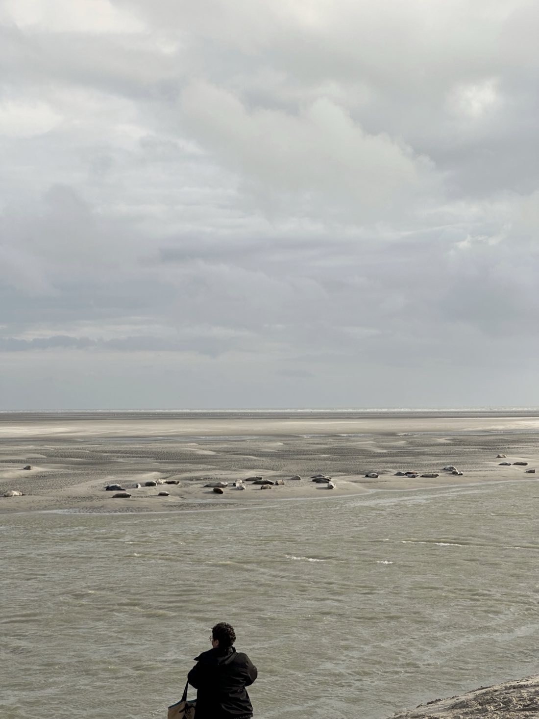 Une personne observe à bonne distance une colonie de phoques allongés sur un banc de sable