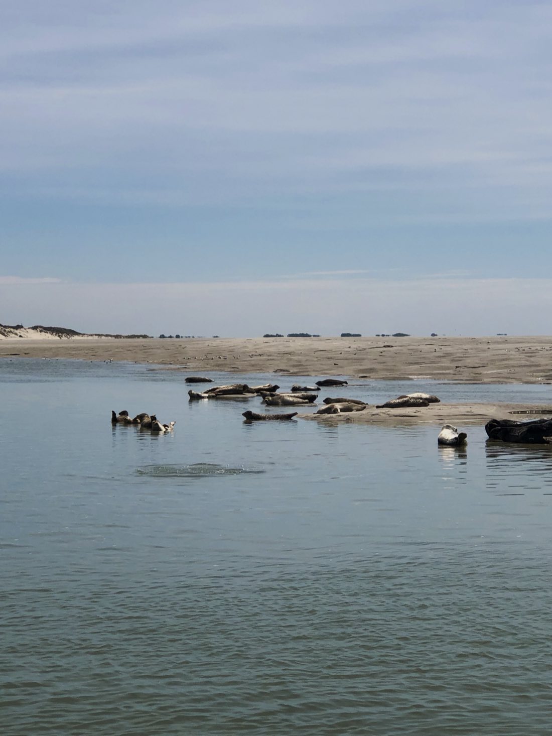 Phoques veaux-marins allongés sur un banc de sable, certains encore dans l'eau